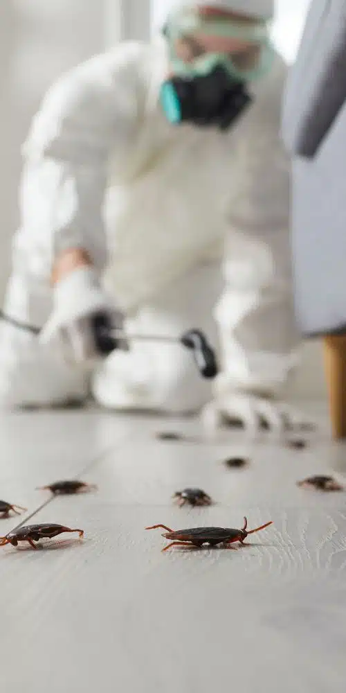 Services - Pest Assistance - Alpes-Maritimes - Var