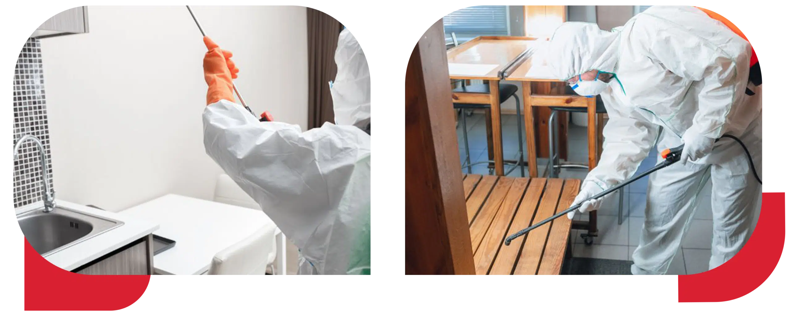 Services - Pest Assistance - Alpes-Maritimes - Var